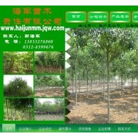 國(guó)槐 金葉榆 垂柳 速生柳~~各種苗木供應(yīng)