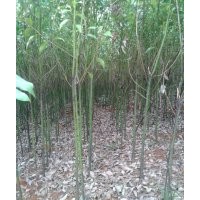 1-2公分重陽木，杜英，香樟，烏桕