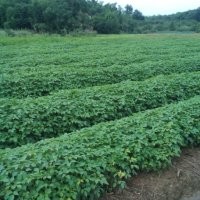 批發(fā)重陽木小苗、一年生重陽木小苗價格、重陽木價格
