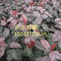 王族海棠苗