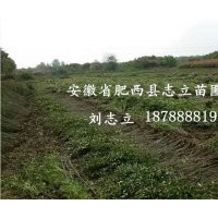 安徽 大葉女貞小苗500萬棵供應(yīng)商