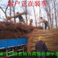 石家莊苗木基地中華太陽李、紅葉李、紫葉矮櫻