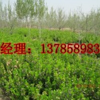 河北衡水深州市供應60公分高衛(wèi)矛成苗