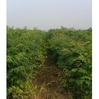 欒樹苗價(jià)格,常德欒樹苗,供應(yīng)80公分-150公分欒樹苗