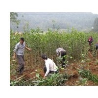 余慶縣大量供應(yīng)珍貴綠化樹苗