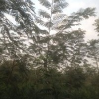 5公分楸樹苗木價格