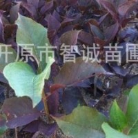 大量供應紫葉稠李小苗