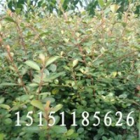 成活率高的火棘苗當(dāng)年生小苗50厘米高不挑土質(zhì)