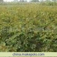 花椒苗 1-3年大紅袍花椒苗 一級花椒苗