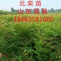 低價(jià)出售地徑1公分以上北欒苗，白榆苗。毛白楊種苗