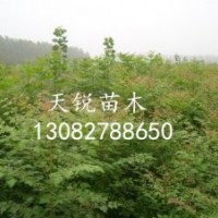 出售北欒小苗，大量北欒小苗供應(yīng)商