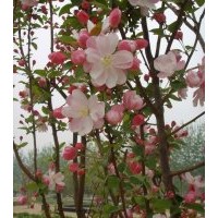 供：東紅海棠、西府海棠