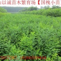 http://0.8以上國(guó)槐苗//2-5公分國(guó)槐///