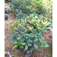 低價供應四季桂小苗和球規(guī)格在20-150cm全袋苗