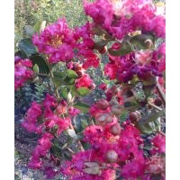 供應紅花紫薇小苗
