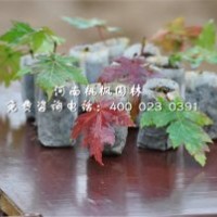 美國(guó)紅楓基地直銷就找桃楓園林