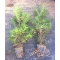 油松小苗 黑松價格 側(cè)柏小苗