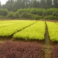 供應(yīng)金葉女貞、北海道黃楊、各種月季