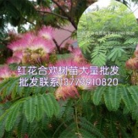 專業(yè)出售絨花樹小苗絨花樹大苗絨花樹價(jià)格
