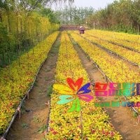 金邊錦帶、金葉錦帶、紫葉錦帶