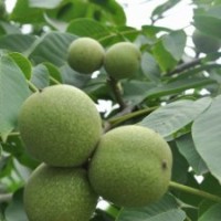 大量 嫁接核桃苗 白皮松小苗 杏樹(shù)