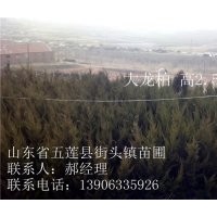 2015年處理2.5米高大龍柏