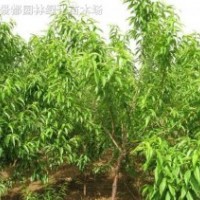 低價供應毛桃苗 自家毛桃苗
