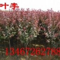 紫葉李哪里有，1-10紫葉李，紫葉李價(jià)格，山西紫葉李