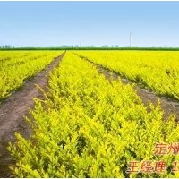 定州市榮旺苗木花卉農(nóng)民專(zhuān)業(yè)合作社