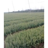今年手里還有80萬(wàn)左右的雪松小苗，20到40公分的高，小苗長(zhǎng)勢(shì)十