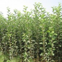 專業(yè)供應(yīng)優(yōu)質(zhì)蘋(píng)果苗 規(guī)格齊全易成活蘋(píng)果苗 當(dāng)年結(jié)果蘋(píng)果苗