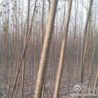 河北保定出售速生楊20萬棵