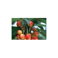 山西鈣果苗 2號 3號 4號 5號 6號 7號鈣果苗