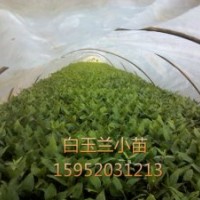2015白玉蘭小苗價(jià)格