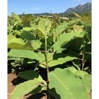 純正宗日本厚樸批發(fā)零售另有喬木紫杉樹苗