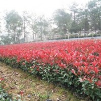 紅葉石楠扦插苗，紅葉石楠地栽苗，湖南紅葉石楠小苗價格