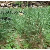 白皮松小苗出售、20公分以上營(yíng)養(yǎng)杯白皮松小苗出售