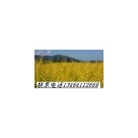苗木.糖槭.白臘.火炬.衛(wèi)矛.紫葉小糪.紅瑞木.忍冬.藍(lán)葉忍冬.梧桐.