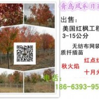 美國紅楓成品樹 美國紅楓樹價格 美國紅楓樹苗 美國紅楓小苗
