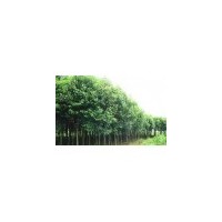 供應(yīng) 大葉女貞.大葉黃楊、瓜子黃楊、