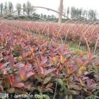 紅葉石楠，貴州紅葉石楠，貴陽紅葉石楠