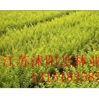 直銷：金葉女貞、瓜子黃楊、冬青、紅花繼木