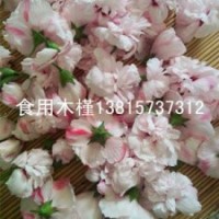 賣相好口感好1米高粉花木槿樹(shù)苗批發(fā)