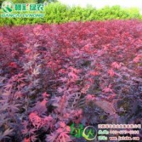 日本紅楓三季紅 紅楓小苗 紅楓樹苗 供應(yīng)|批發(fā)|零售
