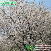 速生櫻花(潔白云） 飛寒櫻櫻花小苗供應|批發(fā)|零售 速生櫻花(潔白