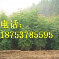0.8-1.5公分北欒小苗