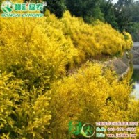 黃金香柳 彩柳小苗供應(yīng)包成活