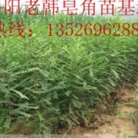 訂購優(yōu)質(zhì)皂角苗