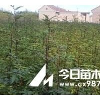 花椒苗，核桃苗，桃樹苗