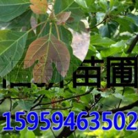 檫樹苗 檫木苗 檫樹種子 桐梓樹苗